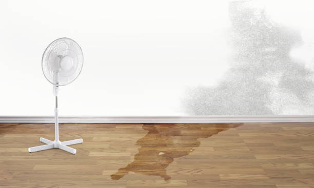 Best Mold removal after water damage  in Limestone Creek, FL