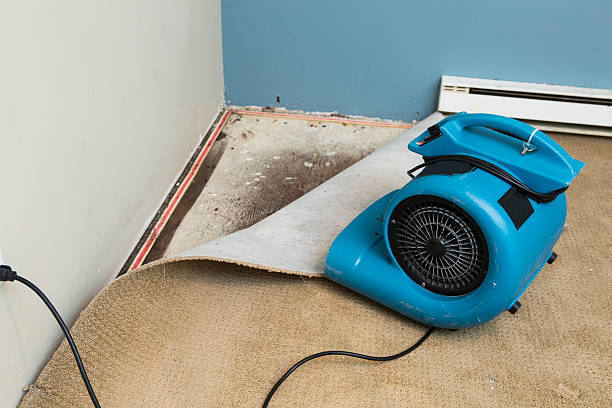 Best Water damage restoration near me  in Limestone Creek, FL